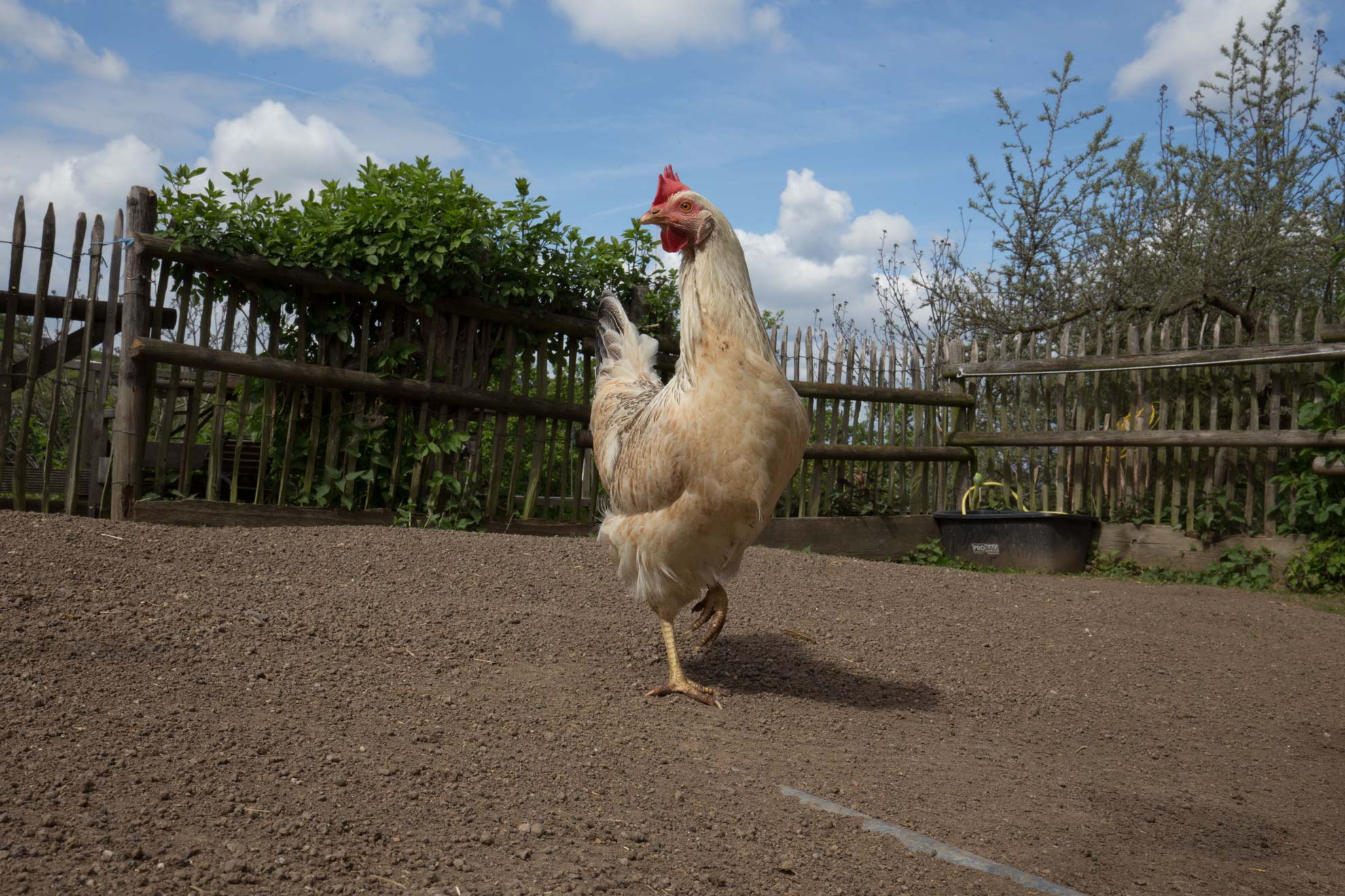 Der erste Eintrag vom Huhn